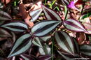 گورفیل , برگ گورخر , Wandering Jew,Zebrina pendula,Inch Plant, Variegated Wandering Jew
